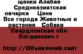 щенки Алабая (Среднеазиатская овчарка) › Цена ­ 15 000 - Все города Животные и растения » Собаки   . Свердловская обл.,Богданович г.